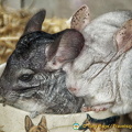 Adorable rabbits for sale